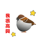 (In Chinene) CG Sparrow (1)（個別スタンプ：11）