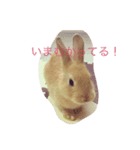 うさぎのつくし（個別スタンプ：4）