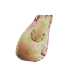 うさぎのつくし（個別スタンプ：5）
