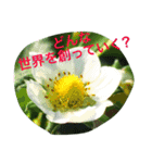 お花のキラキラメッセージ2（個別スタンプ：8）