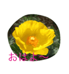 お花のキラキラメッセージ2（個別スタンプ：14）