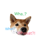 Shiba says (English ver.)（個別スタンプ：1）