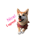 Shiba says (English ver.)（個別スタンプ：2）