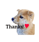 Shiba says (English ver.)（個別スタンプ：3）