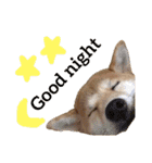 Shiba says (English ver.)（個別スタンプ：4）