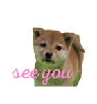 Shiba says (English ver.)（個別スタンプ：5）