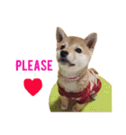 Shiba says (English ver.)（個別スタンプ：6）