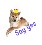 Shiba says (English ver.)（個別スタンプ：7）