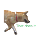 Shiba says (English ver.)（個別スタンプ：8）