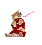 Shiba says (English ver.)（個別スタンプ：9）