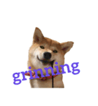 Shiba says (English ver.)（個別スタンプ：10）
