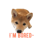 Shiba says (English ver.)（個別スタンプ：11）