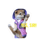 Shiba says (English ver.)（個別スタンプ：14）