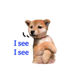 Shiba says (English ver.)（個別スタンプ：15）