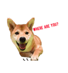 Shiba says (English ver.)（個別スタンプ：16）