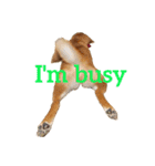 Shiba says (English ver.)（個別スタンプ：17）