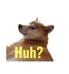Shiba says (English ver.)（個別スタンプ：18）
