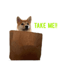 Shiba says (English ver.)（個別スタンプ：20）