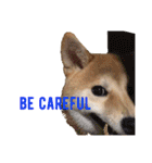 Shiba says (English ver.)（個別スタンプ：21）