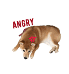 Shiba says (English ver.)（個別スタンプ：22）