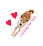 Shiba says (English ver.)（個別スタンプ：23）