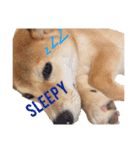 Shiba says (English ver.)（個別スタンプ：25）
