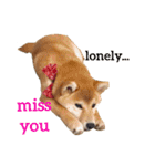 Shiba says (English ver.)（個別スタンプ：26）