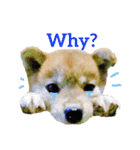Shiba says (English ver.)（個別スタンプ：27）
