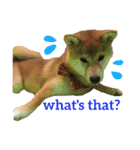 Shiba says (English ver.)（個別スタンプ：28）