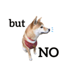 Shiba says (English ver.)（個別スタンプ：29）