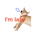 Shiba says (English ver.)（個別スタンプ：33）
