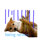 Shiba says (English ver.)（個別スタンプ：34）