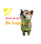 Shiba says (English ver.)（個別スタンプ：35）