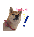 Shiba says (English ver.)（個別スタンプ：36）