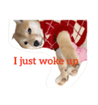 Shiba says (English ver.)（個別スタンプ：37）