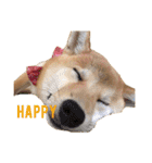 Shiba says (English ver.)（個別スタンプ：38）