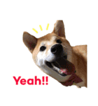 Shiba says (English ver.)（個別スタンプ：40）