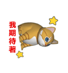 (In Chinene) CG Cat baby (1)（個別スタンプ：12）