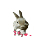 うちのグングン（個別スタンプ：3）