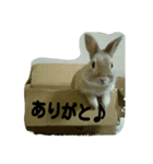 うちのグングン（個別スタンプ：4）