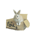 うちのグングン（個別スタンプ：5）