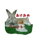 うちのグングン（個別スタンプ：7）