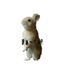 うちのグングン（個別スタンプ：8）