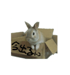 うちのグングン（個別スタンプ：10）