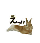 うちのグングン（個別スタンプ：11）