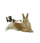 うちのグングン（個別スタンプ：12）