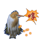 Bird language（個別スタンプ：5）