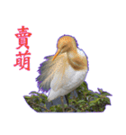 Bird language（個別スタンプ：9）