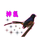 Bird language（個別スタンプ：10）