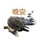 Bird language（個別スタンプ：16）